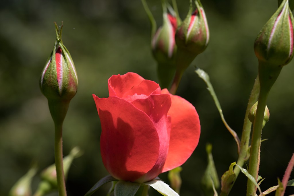 rozen roos rosa hdr natuur bloem bloemen cultivars cultivar rosaceae tuin rozentuin valentijn liefde